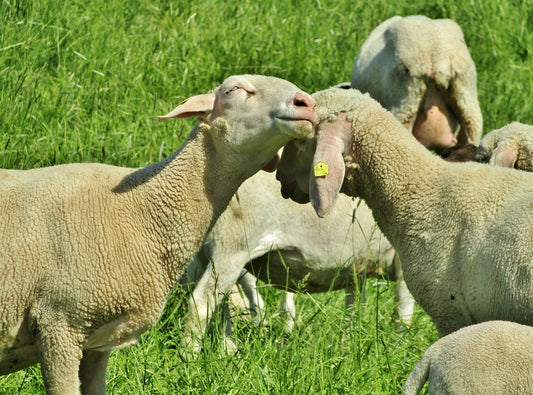 Le mulesing : vers une fin de cette pratique cruelle