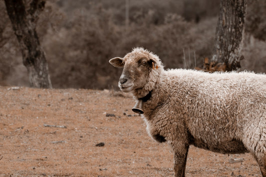 white sheep on brown field during daytime