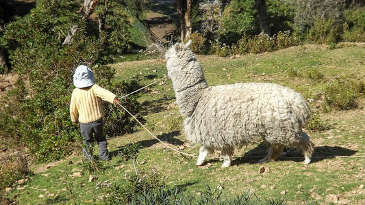 a person walking a llama in a field